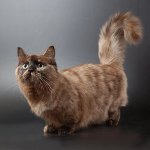 Razza di gatti: munchkin