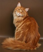 Maine Coon razza gatto Maine Coon razza gatto