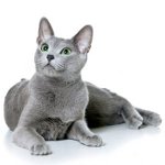 Razza gatto russo blu
