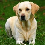 Razza Labrador Razza Labrador