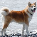 Razza di cani: Akita Inu