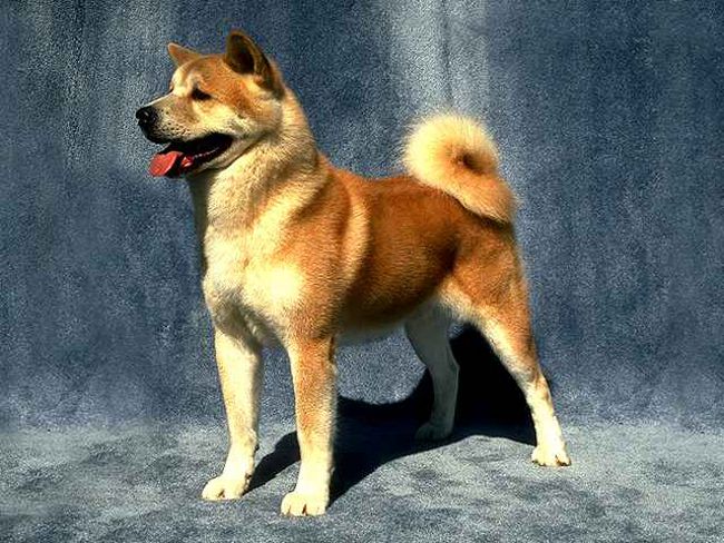 Razza di cani: Akita Inu