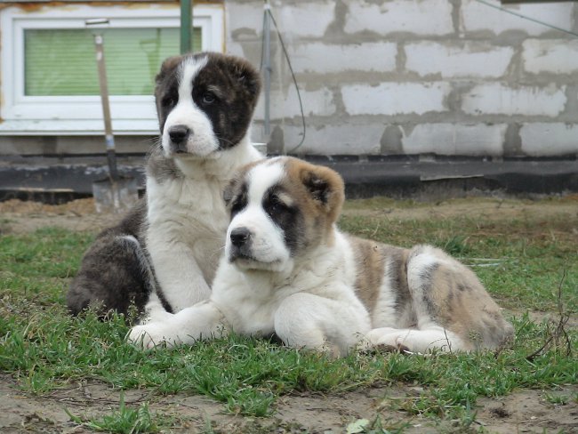 La razza dei cani di Alabai (cane da pastore centrale asiatico)