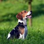 Razza di cani beagle