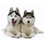 Razza canina di Husky