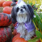 Razza di cani Shih Tzu