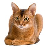 Razze di gatti: gatto abissino