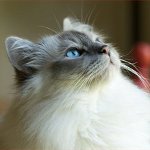 Razze di gatti: gatto birmano