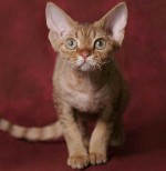 Razze di gatti: Devon Rex