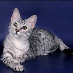 Razze di gatti: egiziano Mau Razze di gatti: egiziano Mau