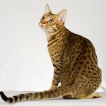 Razze di gatti: ocicat