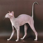 Razze di gatti: la Sfinge di San Pietroburgo Razze di gatti: la Sfinge di San Pietroburgo