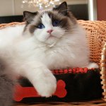 Razze di gatti: ragdoll Razze di gatti: ragdoll