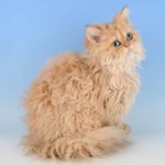 Razze di gatti: Selkirk rex