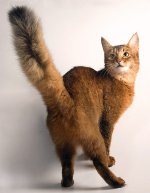 Razze di gatti: gatto somalo Razze di gatti: gatto somalo