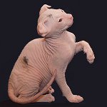Razze di gatti: lewk ucraino Razze di gatti: lewk ucraino