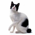 Razze di gatti: Bobtail giapponese