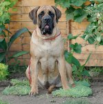 Razze di cani: Mastino inglese