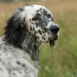 Razze di cani: Setter inglese