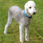 Razze di cani: terrier di bedlington Razze di cani: terrier di bedlington