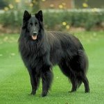 Razze di cani: belga Pastore Cane Grunendal Razze di cani: belga Pastore Cane Grunendal