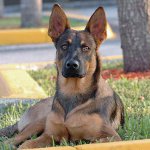 Razze di cani: Pastore belga Malinois Razze di cani: Pastore belga Malinois