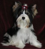 Razze di cani: Yorkshire terrier Razze di cani: Yorkshire terrier