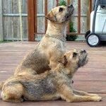 Razze di cani: terrier di confine