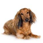 Razze canine: bassotto a pelo lungo Razze canine: bassotto a pelo lungo