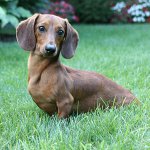 Razze canine: bassotto a pelo liscio