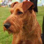 Razze canine: Terrier irlandese Razze canine: Terrier irlandese