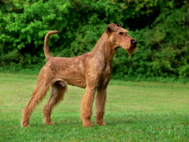 Razze canine: Terrier irlandese