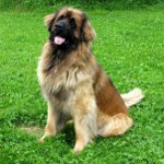 Razze di cani: leonberger Razze di cani: leonberger