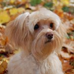 Razze di cani: Orchidea di San Pietroburgo