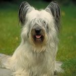 Razze di cane: Skye Terrier Razze di cane: Skye Terrier