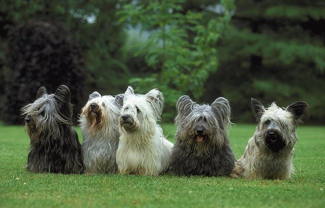 Razze di cane: Skye Terrier