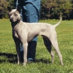 Razze di cani: Thai Ridgeback