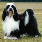 Razze di cani: Terrier tibetano Razze di cani: Terrier tibetano