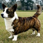 Razze canine: cardigan welsh corgi
