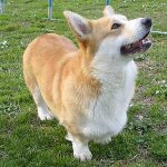 Razze di cani: welsh corgi pembroke