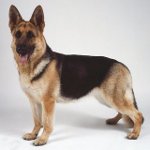 Razze di cani: cane da pastore dell'Est europeo Razze di cani: cane da pastore dell'Est europeo