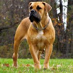 Razze di cani: Boerboel sudafricano Razze di cani: Boerboel sudafricano