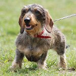Razze di cani: bassotto a pelo lungo Razze di cani: bassotto a pelo lungo