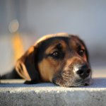 Il cane ha perso: cosa fare?