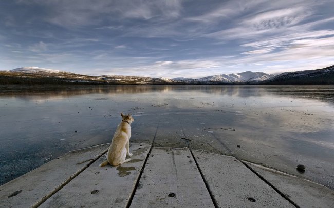 Il cane ha perso: cosa fare?