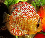 Comportamento di pesci d'acquario Comportamento di pesci d'acquario