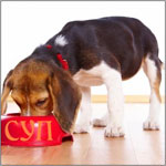 Vantaggi e svantaggi di alimenti secchi per cani e gatti Vantaggi e svantaggi di alimenti secchi per cani e gatti