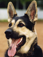 Metodi di formazione e formazione dei cani