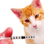 Inoculazioni per i gatti Inoculazioni per i gatti