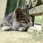 Gatto perso: cosa fare?